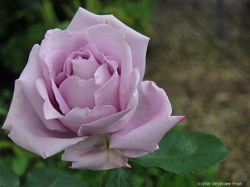 Edelrose Blue Girl ® Sautari ® Dauvageot, 2008