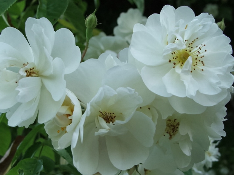 Ramblerrose  Bobbie James , Sunningdale Nursery, 1961