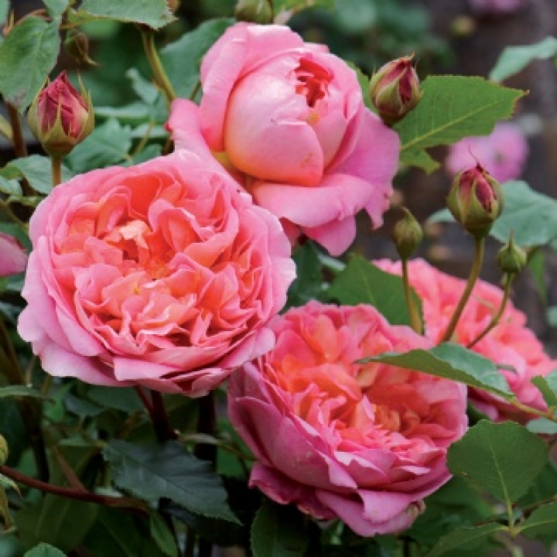 Englische Rose Boscobel