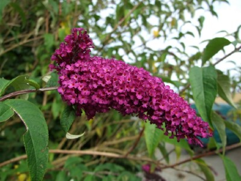 Sommerflieder Nanho Purple -  Co. 3 Liter