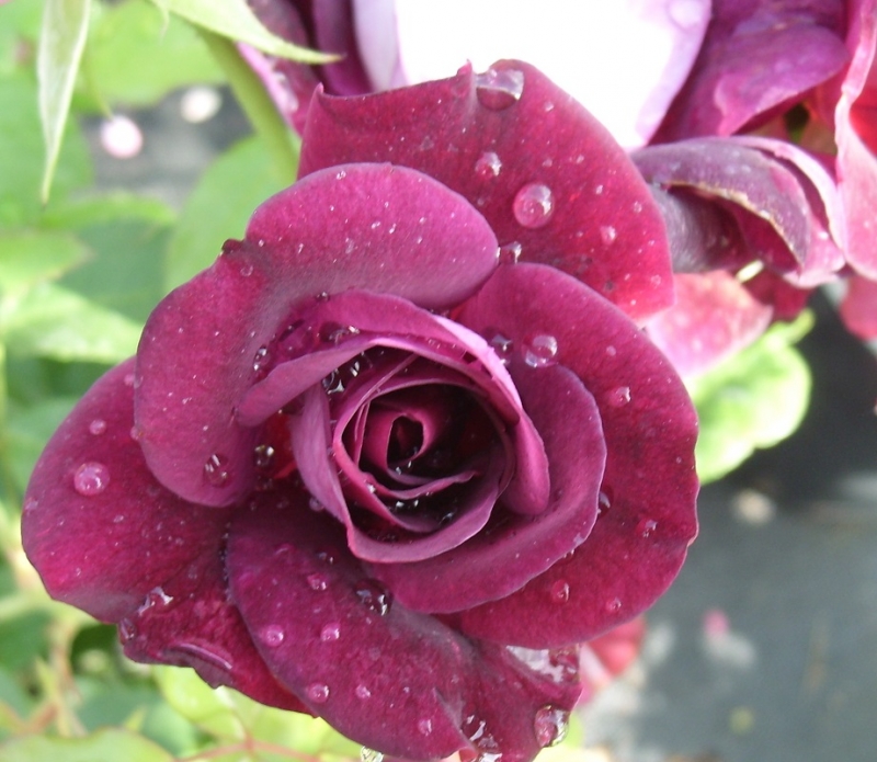 Beetrose  Burgundy Ice ®  Prose ®, Swane , 1998, Co. 5 L