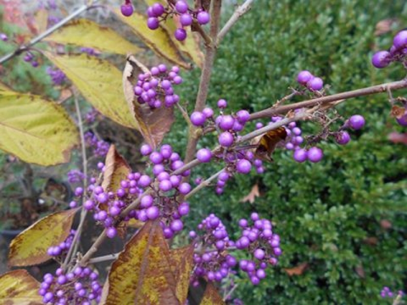 Schönfrucht Profusion, Liebesperlenstrauch, 30 - 40 cm hoch, Co. 3 L