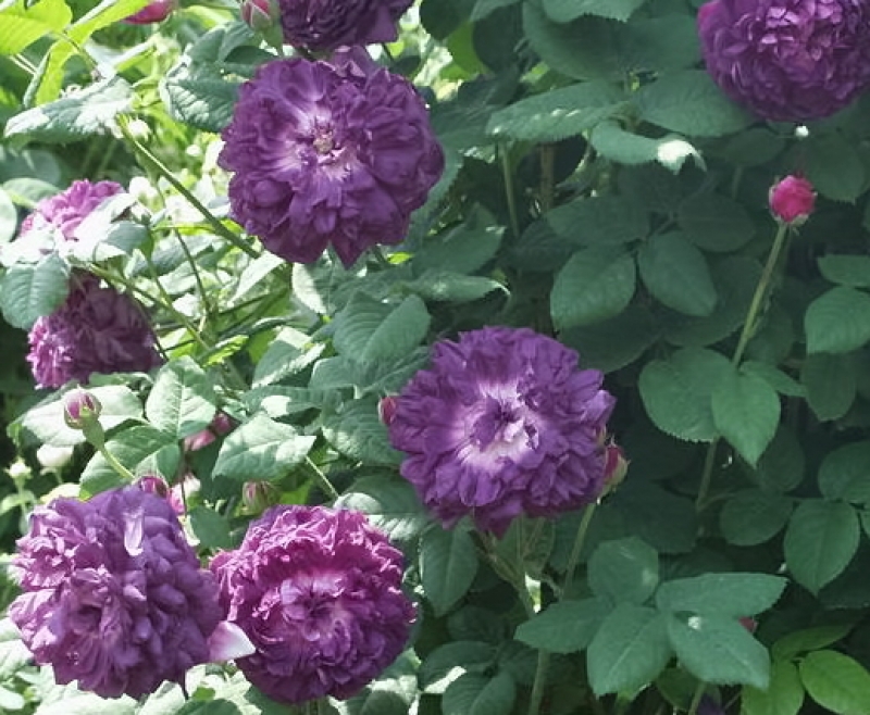 Historische Rose Cardinal de Richelieu, Laffay 1840