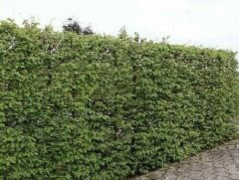 Heckenpflanzen - Hainbuche - 60-80 cm hoch - Co. 3 L