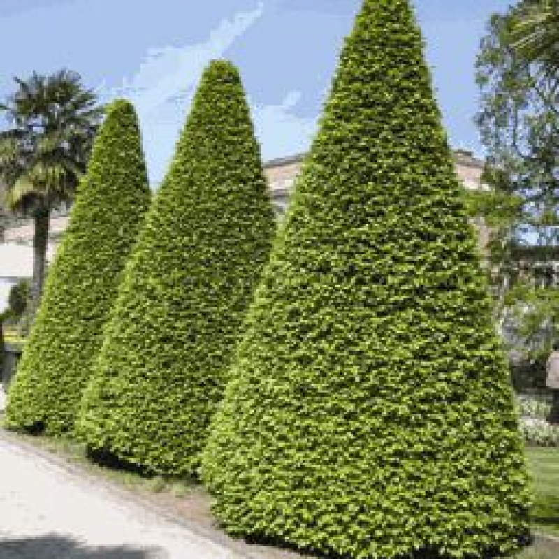 10 Stück - Heckenpflanzen - Hainbuche - 60-80 cm hoch - Wurzelware