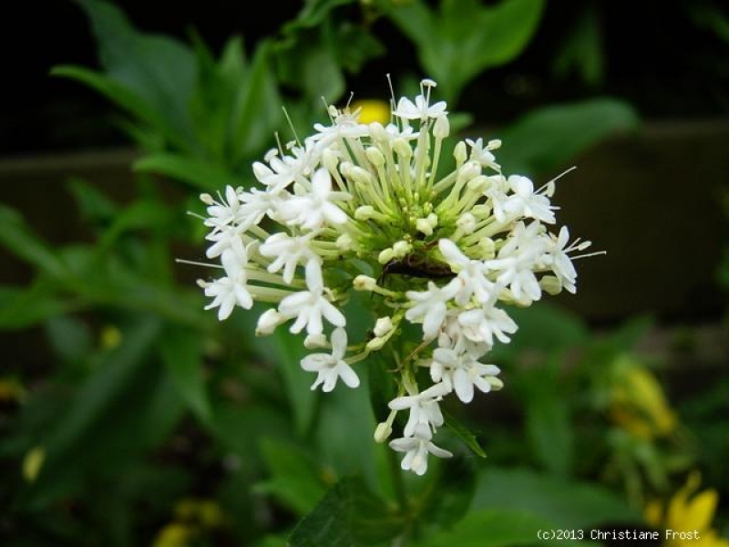 Weiße Spornblume , Dauerblüher , Tb 9