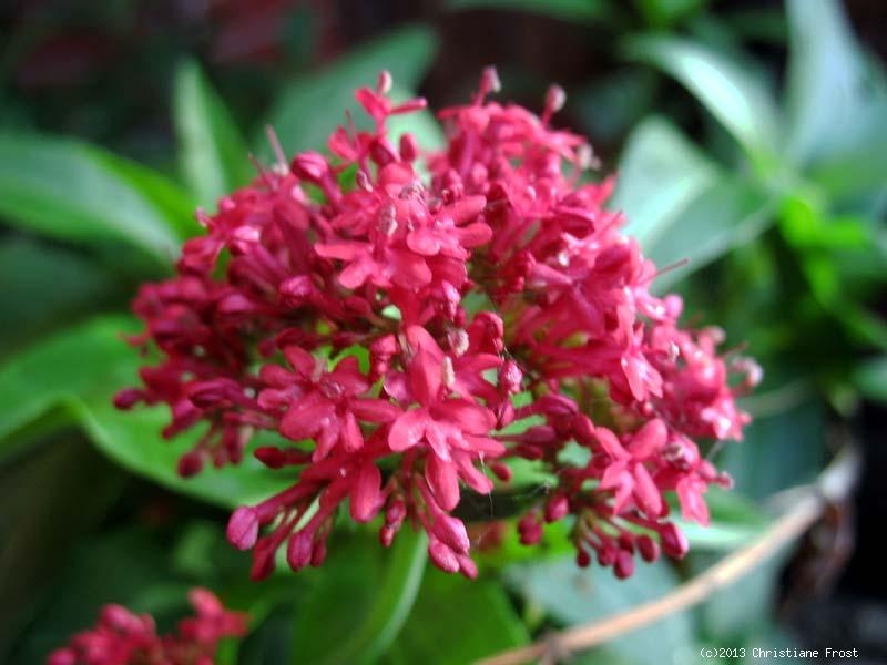 Rote Spornblume , Dauerblüher , leuchtende Farbe , Tb 9