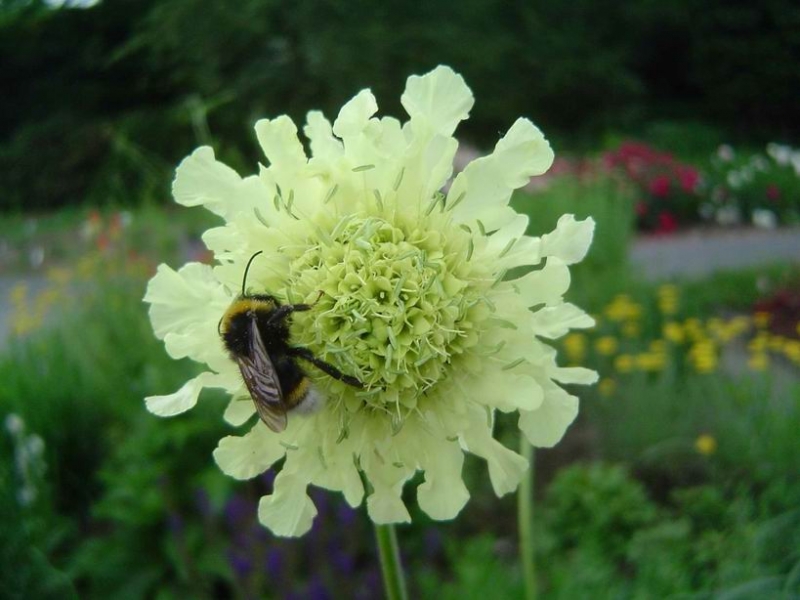 3 x Gelbe Riesenskabiose, Großer Schuppenkopf, Tb 11