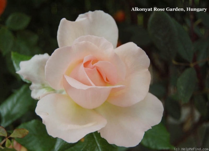 Edelrose Chandos Beauty ® Harmisty ®, Harkness , 2005