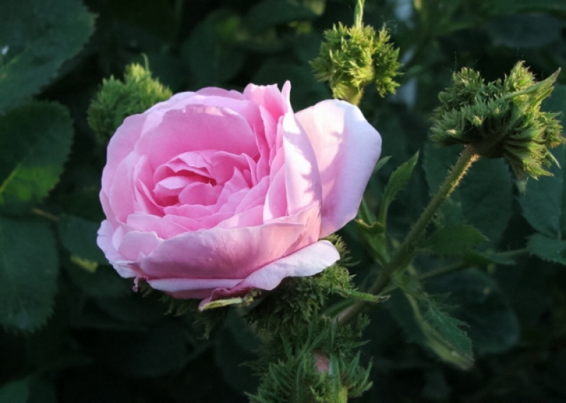 Historische Rose Chapeau de Napoleon , Kirsch , 1827 - Co. 7,5 L