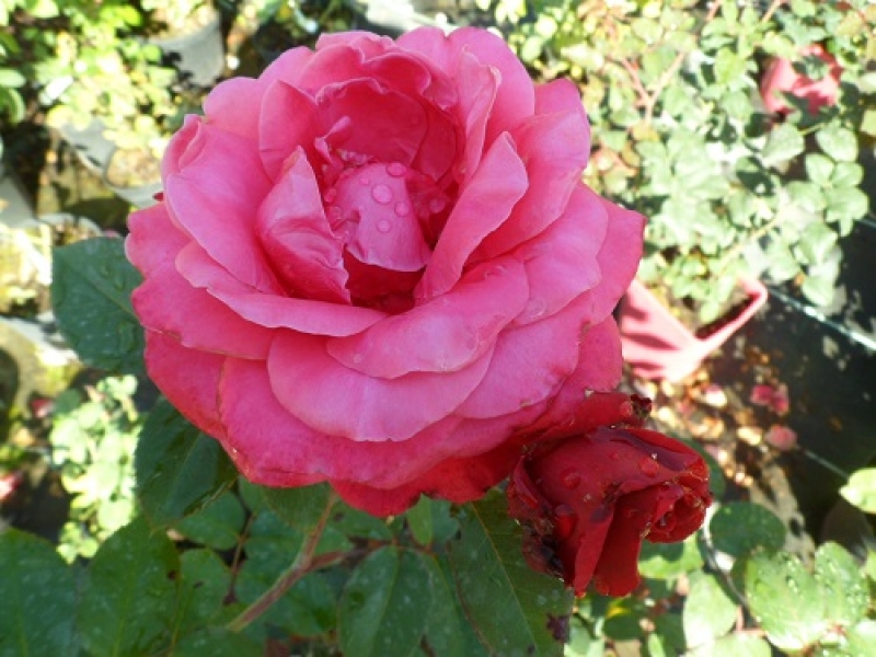 Edelrose Charisma ® - Noack 2010 - ADR-Rose - Wurzelware