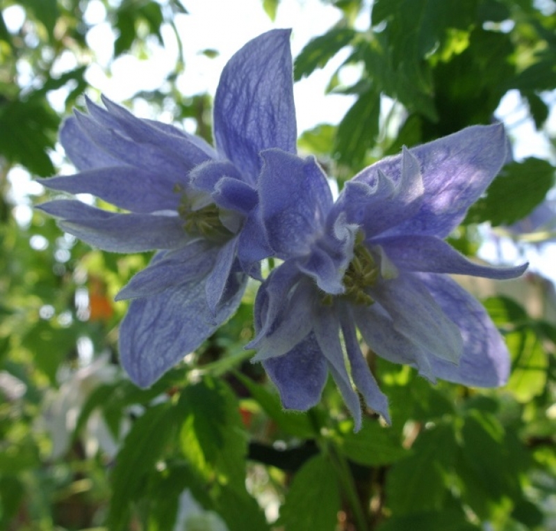 Clematis macropetala Maidwell Hall, 40-50 cm hoch, Co. 2 L