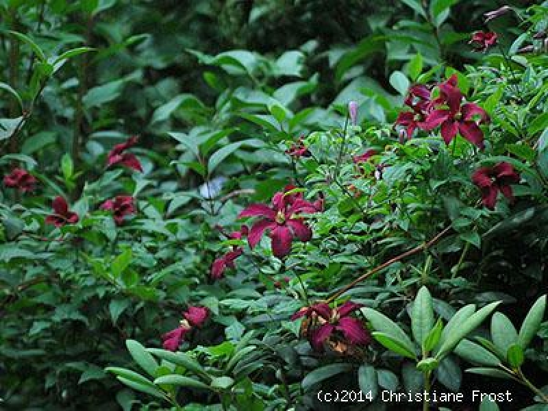 Clematis viticella Madama Julia Correvon, 40-60 cm hoch, Co. 2 L