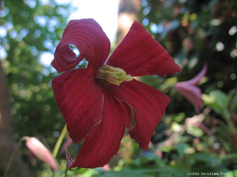 Clematis viticella Madama Julia Correvon, 40-60 cm hoch, Co. 2 L