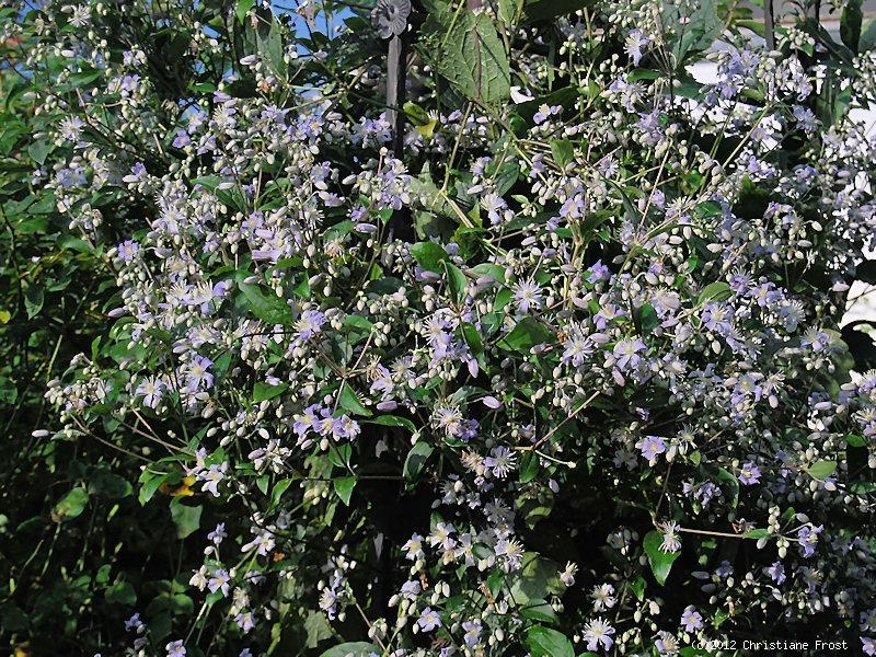 Clematis - Krautige Waldrebe Mrs. Robert Brydon - Tb 11