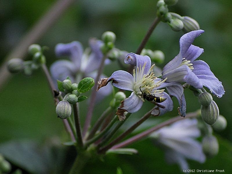 Clematis - Krautige Waldrebe Mrs. Robert Brydon - Tb 11