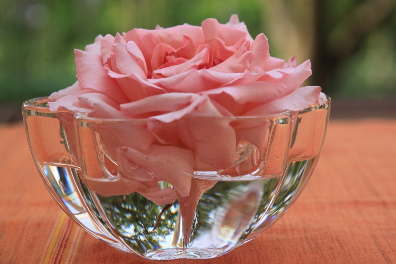 Kletterrose Compassion ® ,  Harkness 1974