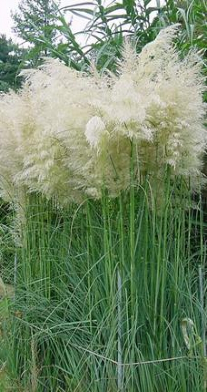 Hohes Pampasgras, große weiße Wedel, Co. 5 L | eBay