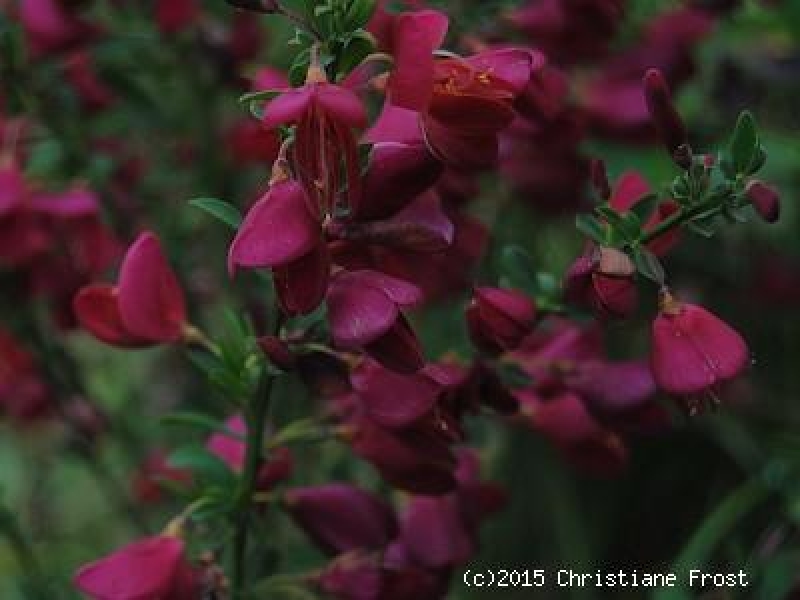 Edel-Ginster Boskoop Ruby - karminrot -  Co. 2 L