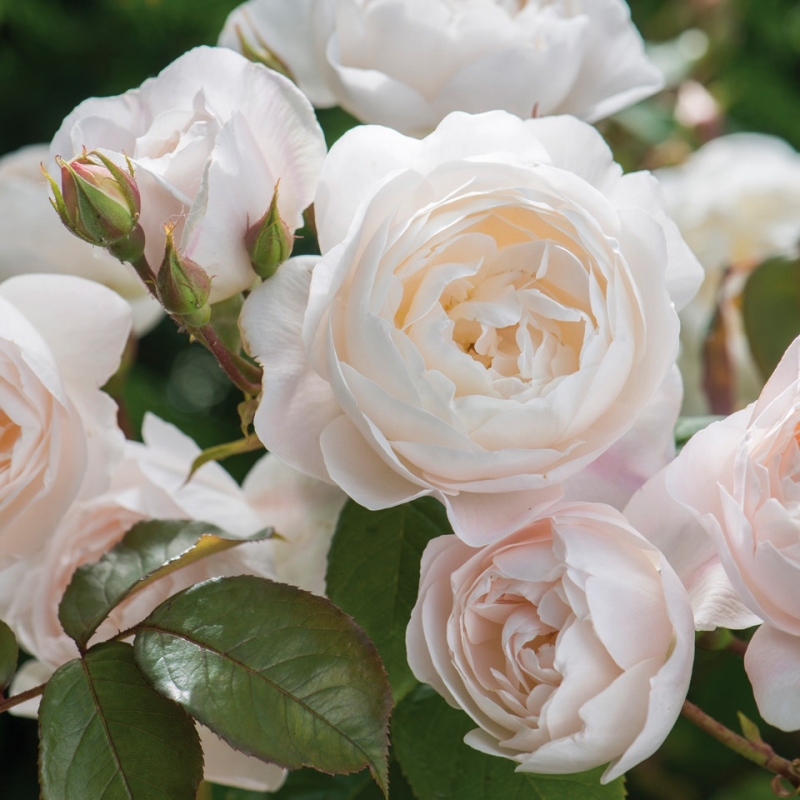Englische Rose Desdemona ® , Auskindling ® David Austin , 2015 - Co. 5 L