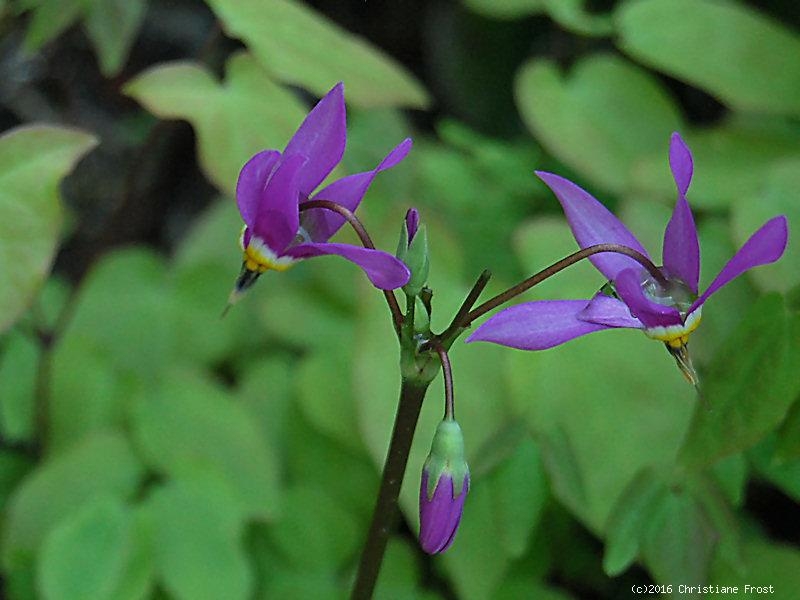 Götterblume , für feuchte Standorte , Tb 9