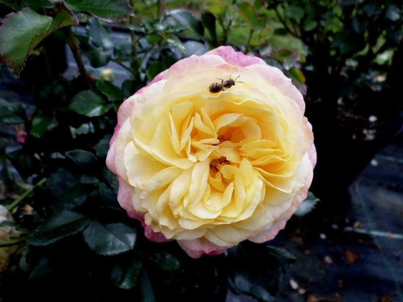 Beetrose  Easy Going ®  Harflow ®, Harkness, 1996 - Co. 5 L