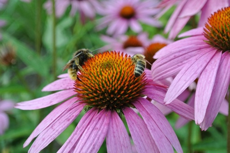 Roter Sonnenhut  Magnus - Sommerblüher -  Bienenweide - TB 9