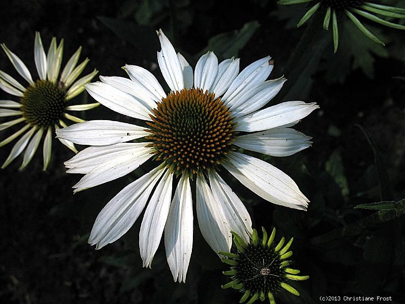 Weißer Sonnenhut , Sommerblüher , Echinacea , Tb 9