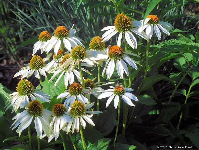 Weißer Sonnenhut , Sommerblüher , Echinacea , Tb 9