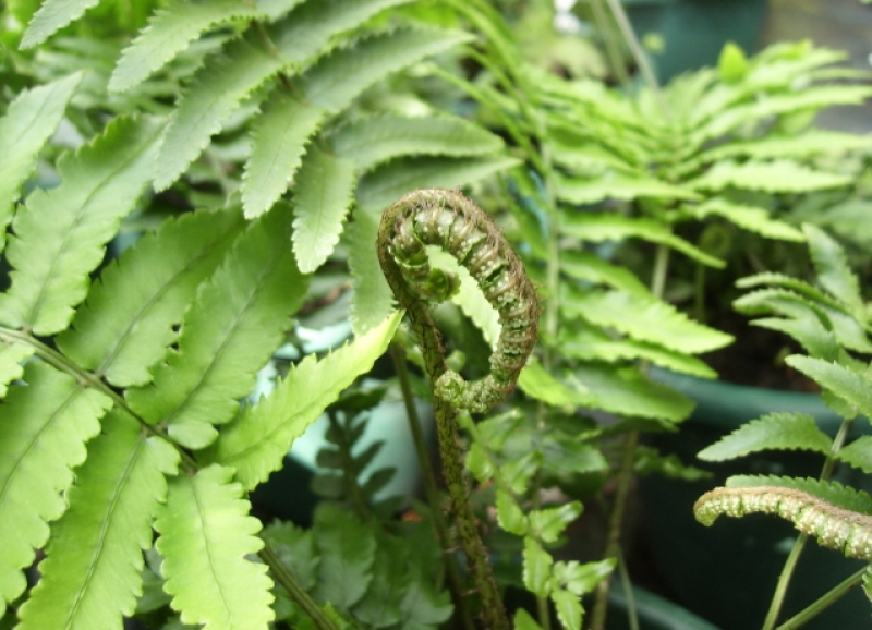 3 x Elefantenrüssel-Farn - Dryopteris cycadina  -  Tb 9