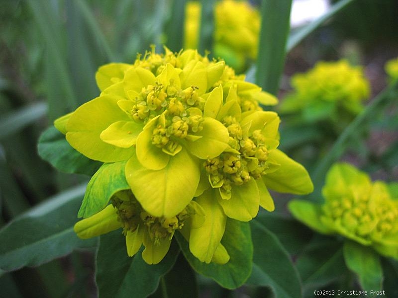 6 x Gold-Wolfsmilch / Euphorbia polychroma - Tb 9