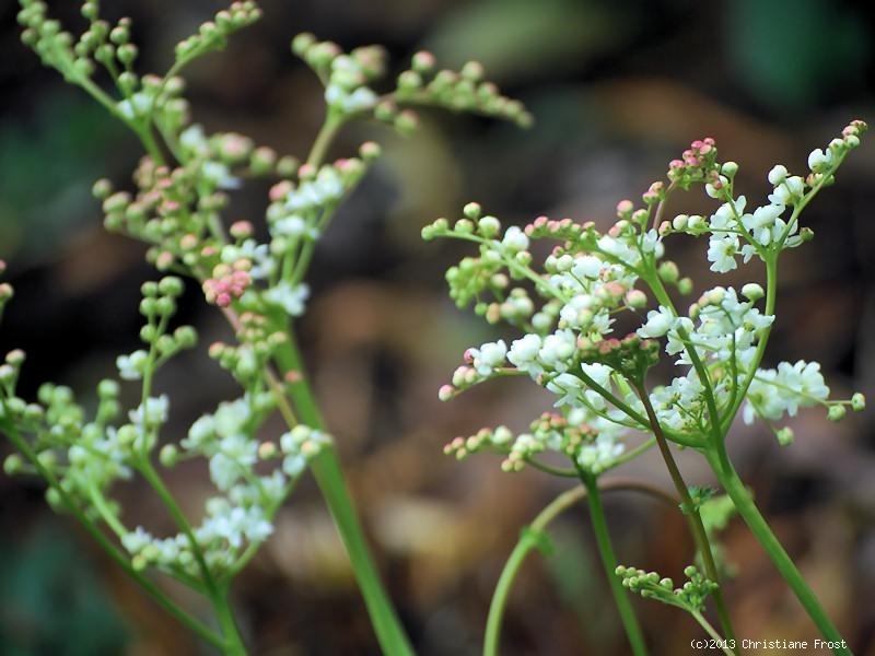 3 x Gefülltblühendes Mädesüß, Rüsterstaude, Tb 9