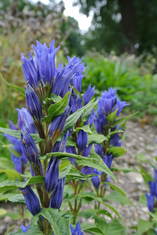 Schwalbenwurz-Enzian, heimische Wildstaude, Tb 11