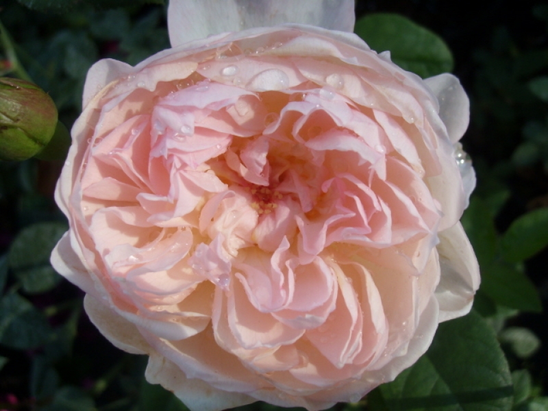 Englische Rose  Gentle Hermione ® Ausrumba ®  Austin, 2005 - Wurzelware
