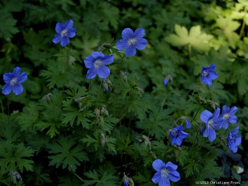 Storchschnabel Johnson's Blue - leuchtend blau - Tb 9