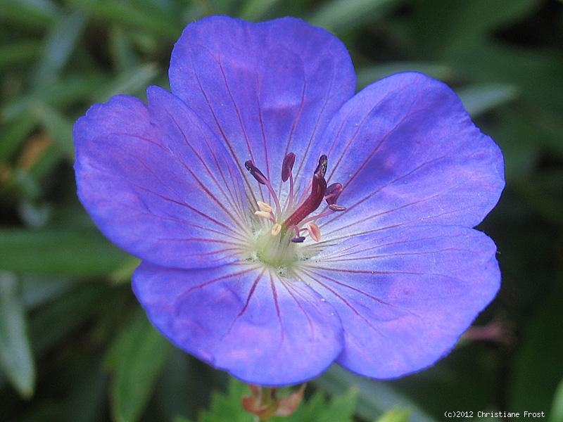 Storchschnabel Rozanne ® - Dauerblüher - blau - Tb 11