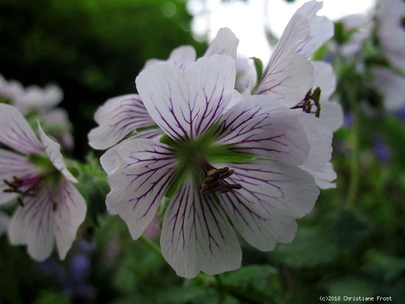 Kaukasus-Storchschnabel renardii - weiß mit dkl. Aderung - TB 9