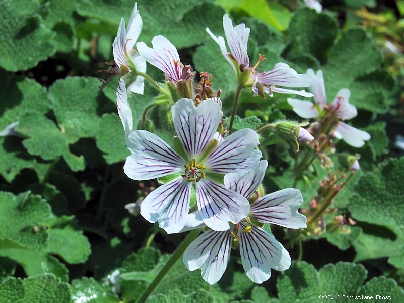 Kaukasus-Storchschnabel renardii - weiß mit dkl. Aderung - TB 9