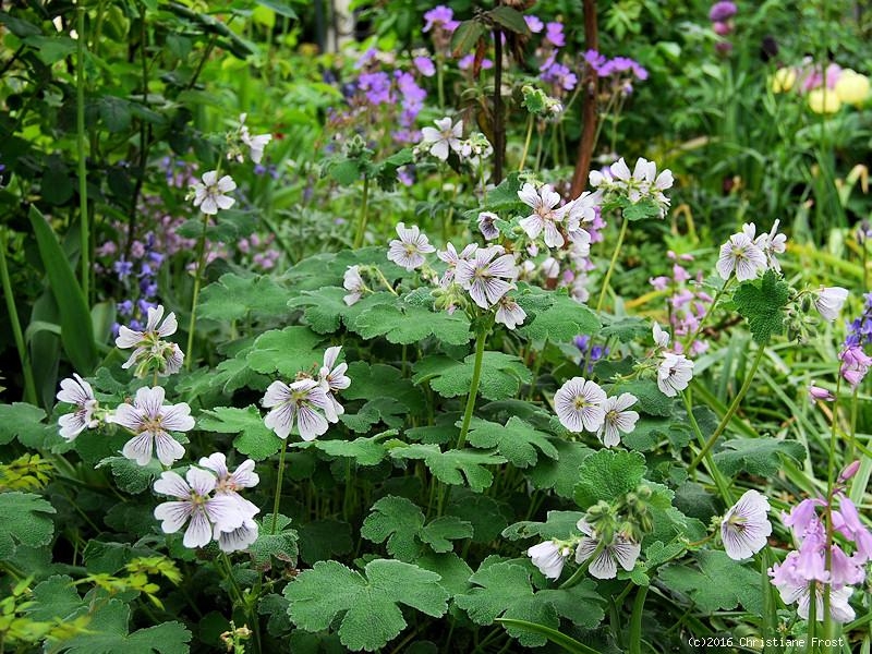 Kaukasus-Storchschnabel renardii - weiß mit dkl. Aderung - TB 9