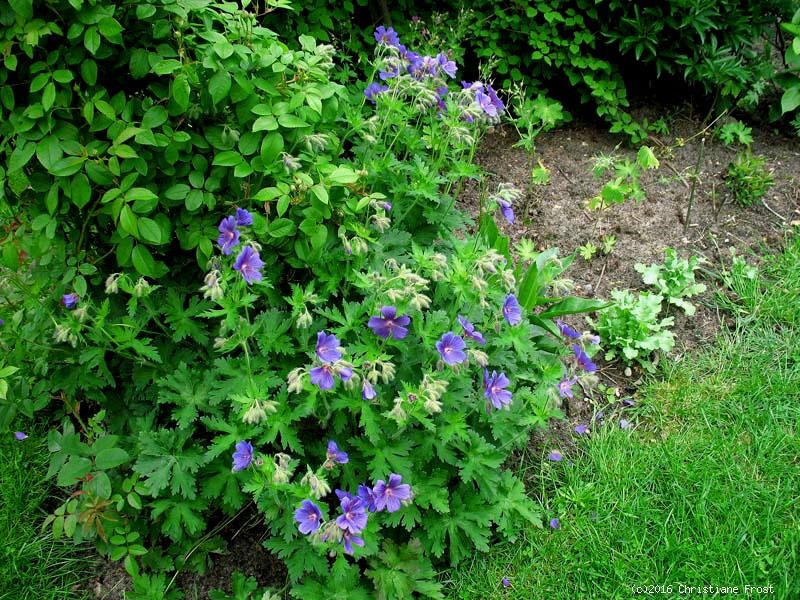 Pracht-Storchschnabel Rosemoor - blauviolett  - großblumig - TB 9