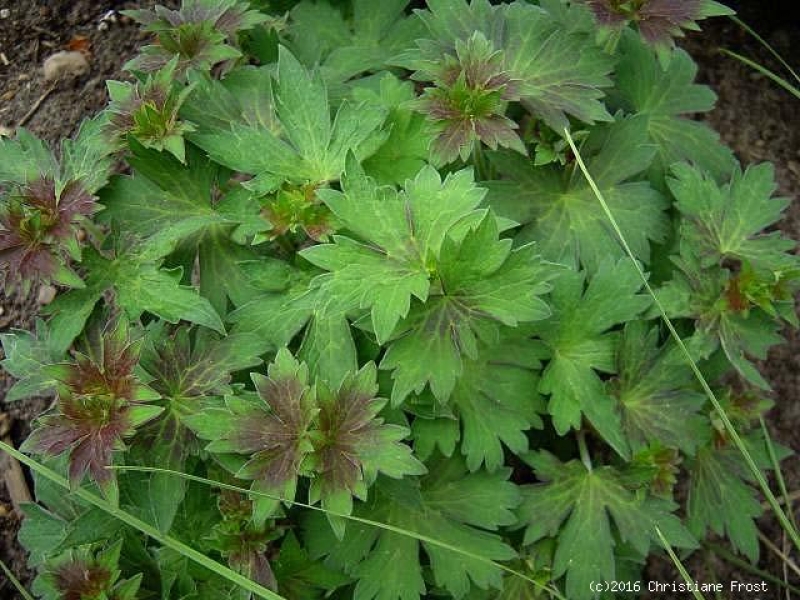 3 x Sibirischer Storchschnabel wlassovianum - lange Blütezeit - TB 9