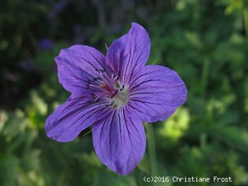 Sibirischer Storchschnabel wlassovianum - lange Blütezeit - TB 9