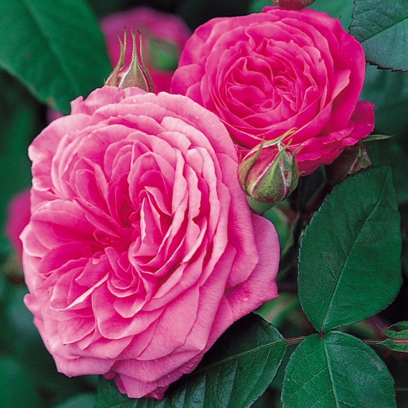 Englische Rose Gertrude Jekyll ®   Ausbord ®  Austin, 1986