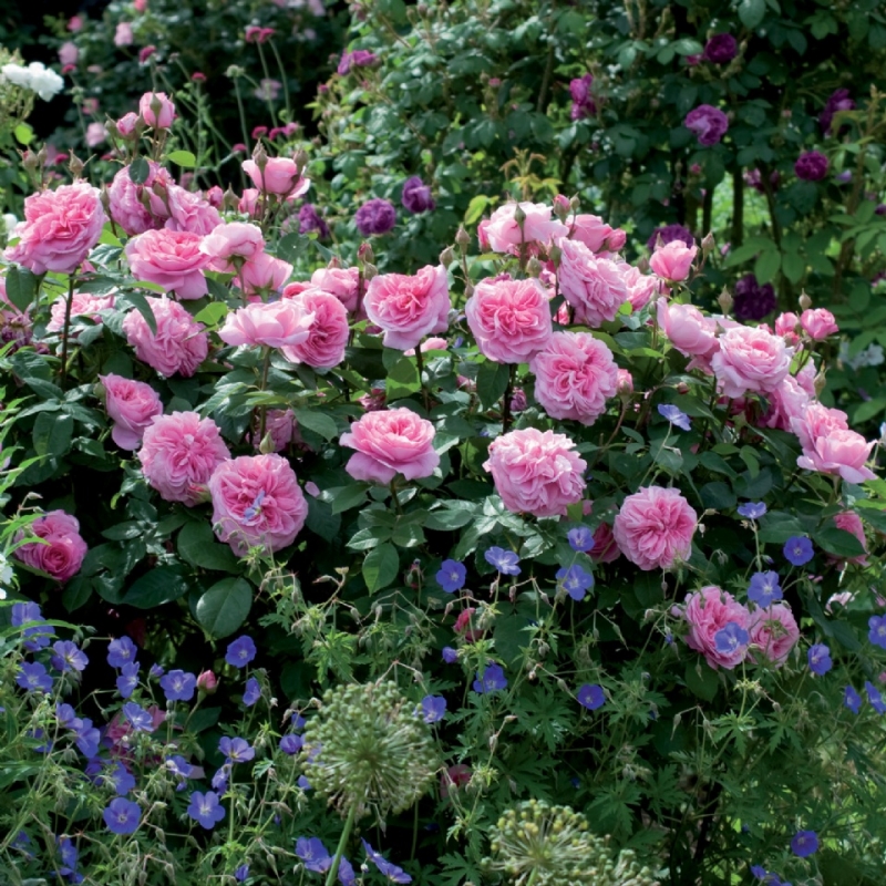 Englische Rose Gertrude Jekyll ®   Ausbord ®  Austin, 1986