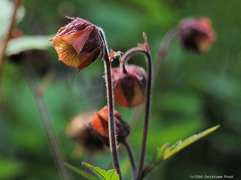Bach-Nelkenwurz, heimische Wildstaude für feuchte Standorte, Tb 11