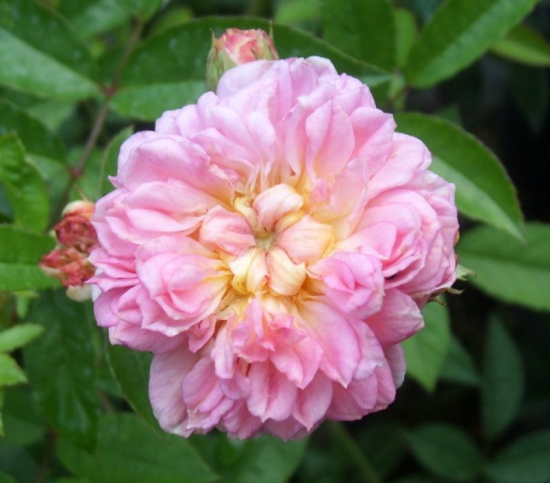 Ramblerrose  Ghislaine Feuerwerk, entdeckt von Werner Ruf, 2003 - Co. 5 L