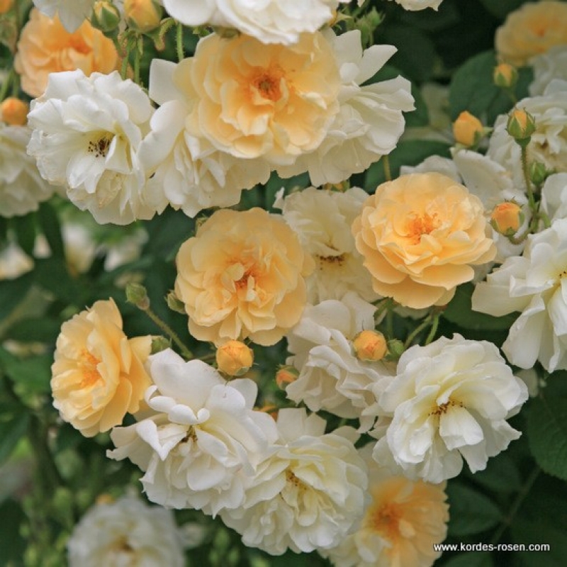 Historische Kletterrose Ghislaine de Feligonde , Turbat , 1916 - Co. 5 L