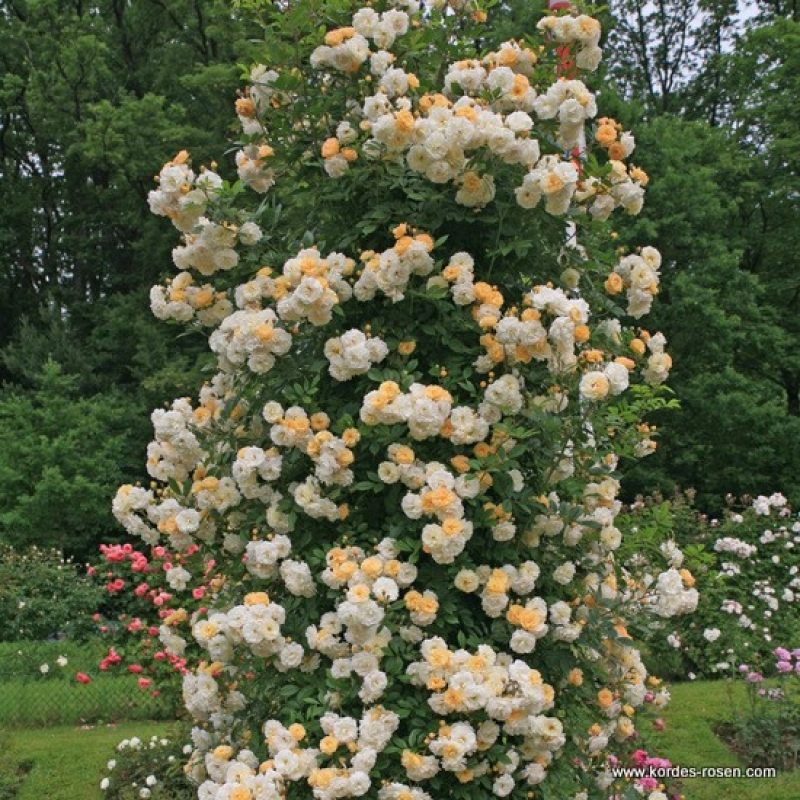 Historische Kletterrose Ghislaine de Feligonde , Turbat , 1916 - Co. 5 L