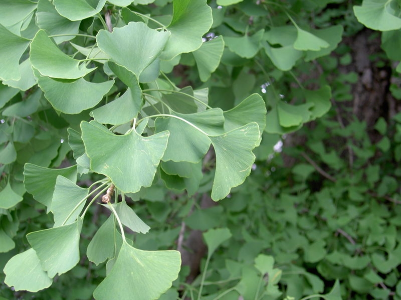 Fächerblattbaum - Ginkgo biloba - 50-60 cm hoch - Co. 3 L
