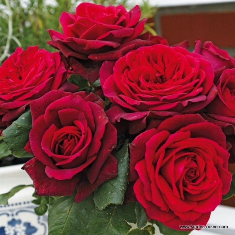 Edelrose Gräfin Diana ® , Kordes, 2012, ADR-Rose, Parfuma® Serie - Wurzelware